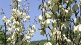Золотая рыбка - Абхазия, Гагрский район, с. Лдзаа, ул. Агрба, д. 55